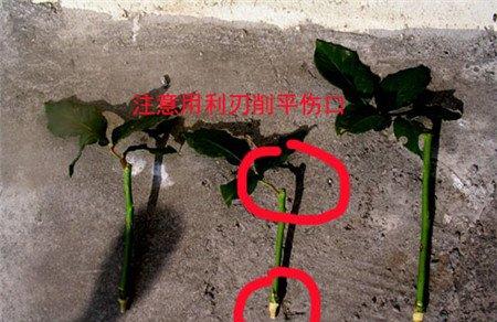 蔷薇花枝条修剪