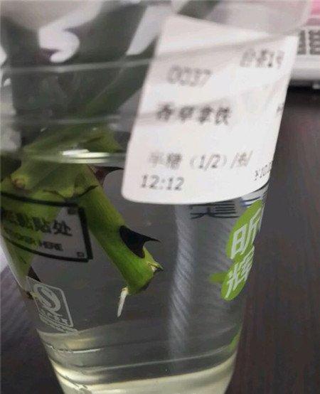 蔷薇花生根