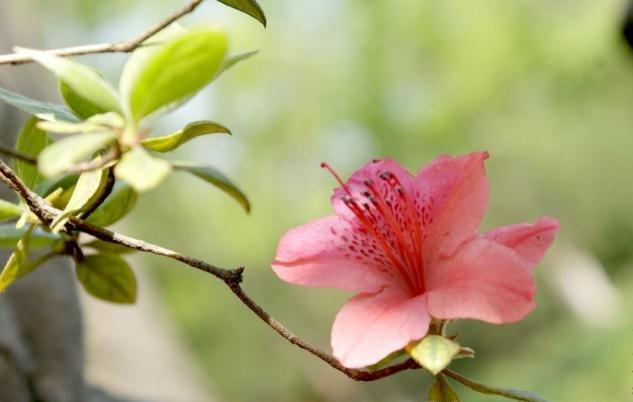 杜鹃花有毒，但可以入药