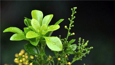 米兰花开花图片欣赏