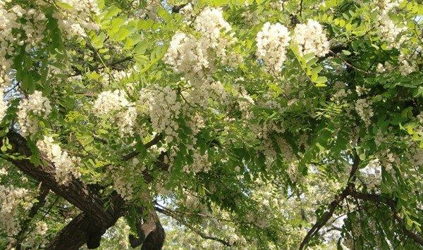 槐花的花语和文化寓意