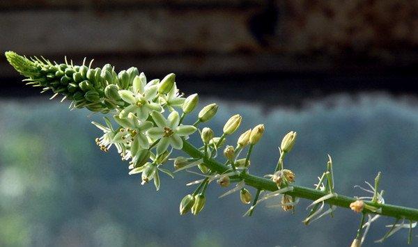 虎眼万年青的花语和传说