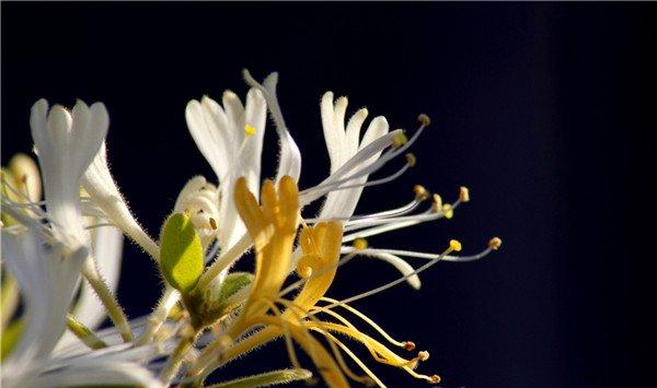 金银花的花语和传说