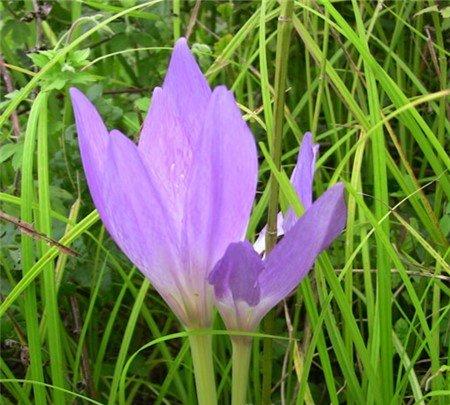 秋水仙花语