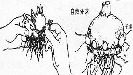 风信子分球繁殖方法