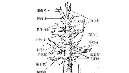 栀子花修剪方法-短截