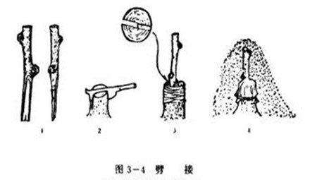 劈接法