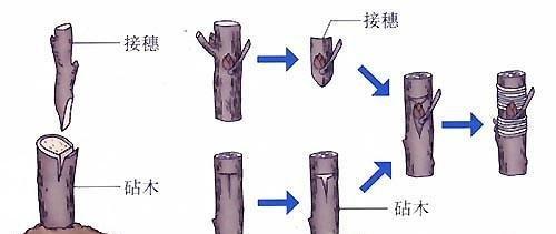 发财树砧木与接穗