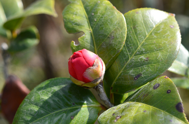 茶花不开花