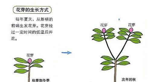 杜鹃花的花芽