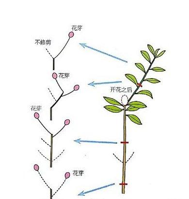 杜鹃花修剪示意图