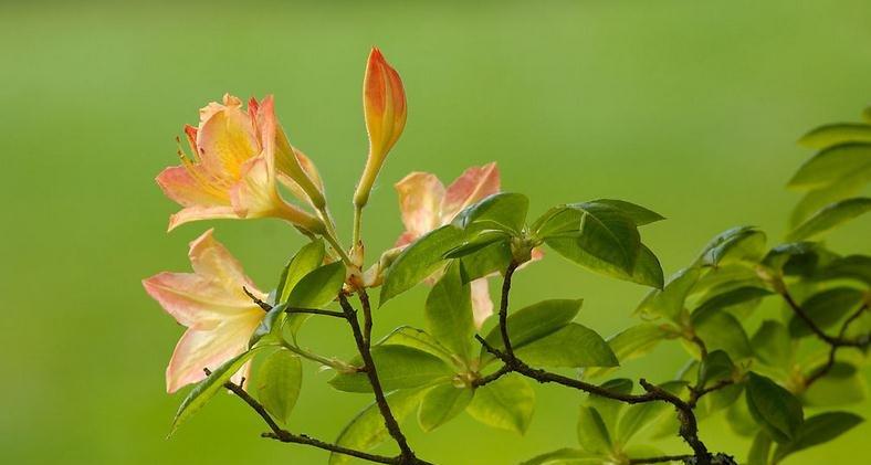 杜鹃花春季养护-遮荫