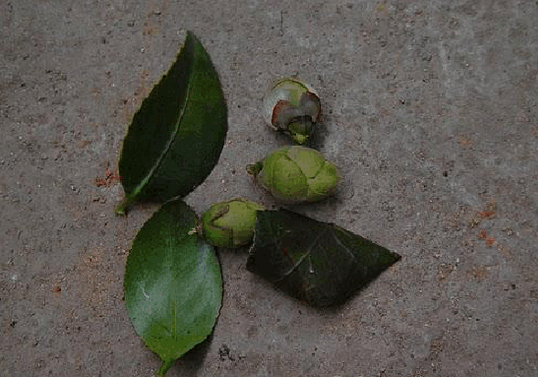 修掉茶花弱枝