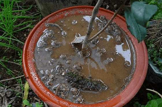 茶花浇水