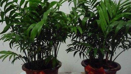 盆栽袖珍椰子