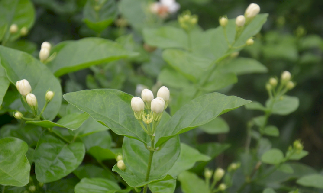 茉莉