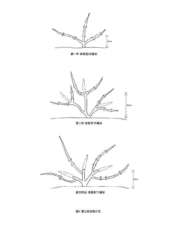 铁线莲的第三类修剪