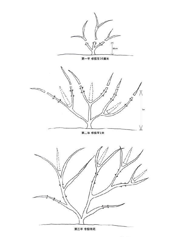 铁线莲的第一类修剪