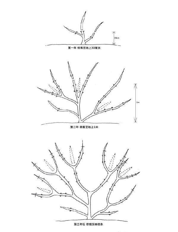 铁线莲的第二类修剪