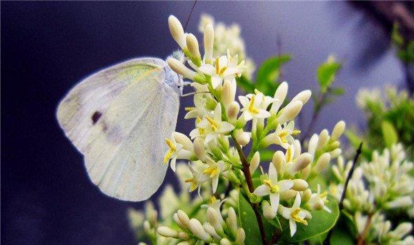 米兰花冬季怎么养