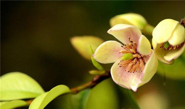 含笑花怎么浇水