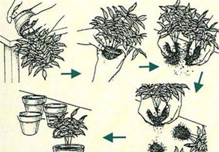 芍药的分株时间