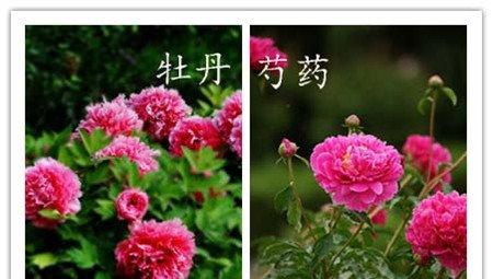 辨别方法四：看花开期