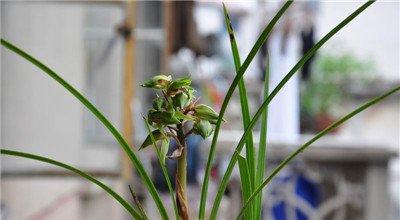 春季兰花病虫害防治