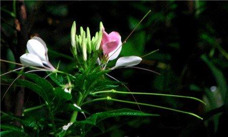 醉蝶花播种季节