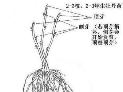 盆栽牡丹花的修剪技巧