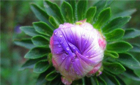 菊花是怎样繁殖的