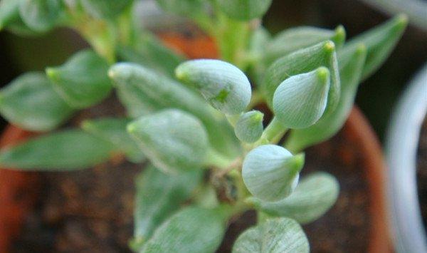 多肉植物锦上珠怎么繁殖