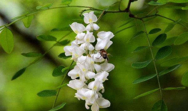 槐花怎么整枝