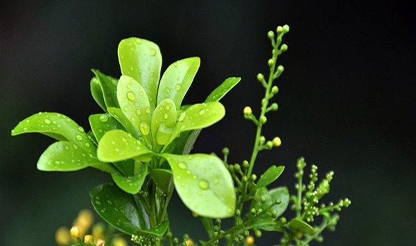 米兰花怎么繁殖