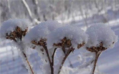 植物防冻剂