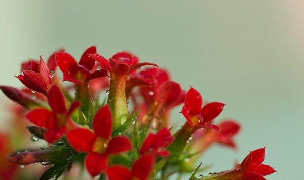 长寿花的浇水方法