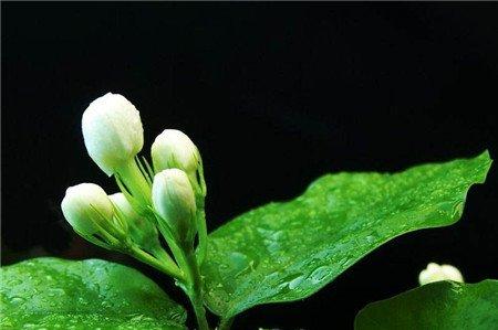 茉莉花冬季浇水