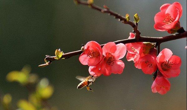 梅花早开花的技巧