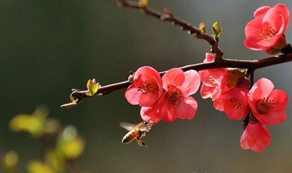 怎样让梅花春节开花