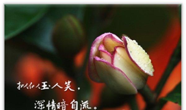 含笑花怎么换盆