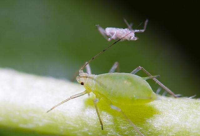 茶花蚜虫