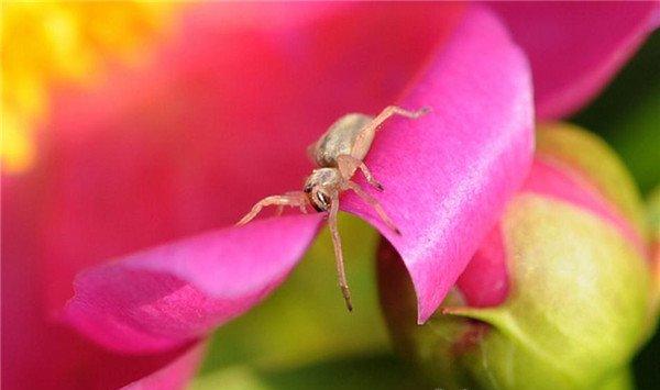 芍药虫害及防治方法