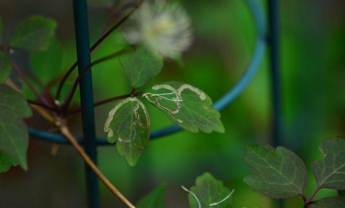 铁线莲的虫害：潜叶蝇