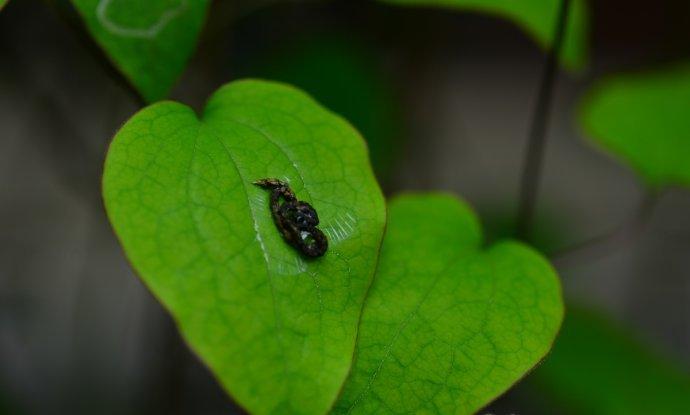 铁线莲虫害：毛虫