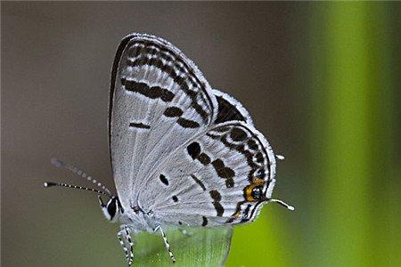 落地生根虫害：美丽的玄灰蝶