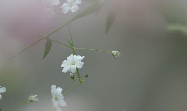 满天星的病害及防治方法