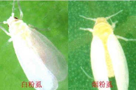 春梦殿锦常见虫害：粉虱