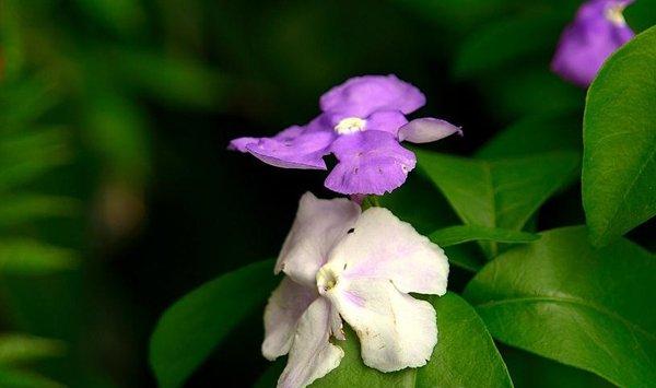 双色茉莉不开花怎么办