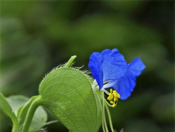 鸭舌草