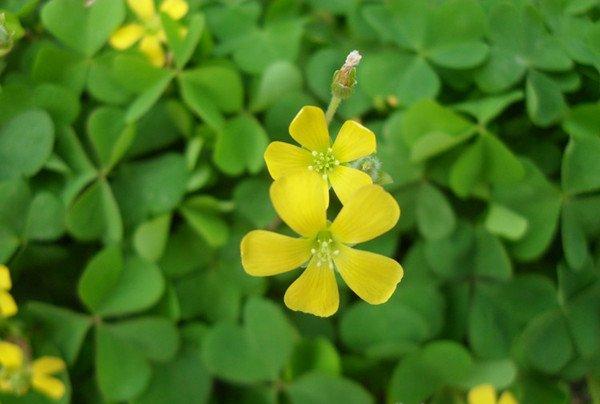 黄花酢浆草